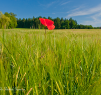 fileadmin/roha/images_galerie/Baum-natur-garten/Natur-Wildblumen-Landschaft/BL-MOHN-0005-D-roha-Blumen-Mohn-Klatschmohn-Getreidefeld-Papaver-rhoeas-rot.png