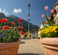 fileadmin/roha/images_galerie/brauchtum/Maibaum/Reichenhall-Marzoll-Schoenram/BR-MAIB-BAD-REI-FL-0008-D-roha-Maibaum-Bad-Reichenhall-Florianiplatz.png