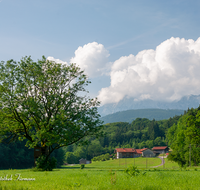 fileadmin/roha/images_galerie/orte_landschaft/Anger/Anger/Anger-Landschaft/LANDS-ANG-RAMS-0004-04-D-roha-Landschaft-Anger-Sommer-Eiche.png