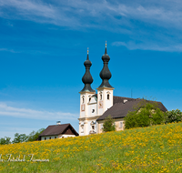 fileadmin/roha/images_galerie/orte_landschaft/Oberndorf_-_Oesterreich/OBERND-MAR-BUEH-0003-D-roha-Oberndorf-Maria-Buehel-Wallfahrtsort-Blumenwiese-Kirche.png