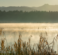 fileadmin/roha/images_galerie/stimmung-Sonne/SO-AU-AIN-MOOR-SEE-0004-D-roha-Sonnenaufgang-Ainring-Moor-See-Schwan.png