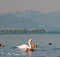 fileadmin/roha/images_galerie/Tiere/TIE-VOEG-SCHW-0008-D-roha-Tiere-Vogel-Schwan-Wasser-Chiemsee.png