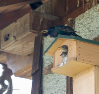 fileadmin/roha/images_galerie/Tiere/Vogel/TIE-VOEG-STAR-0011-26-D-roha-Tiere-Vogel-Star-Sturnus-vulgaris-Junges.png