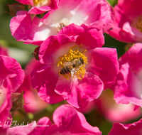 fileadmin/roha/images_galerie/Baum-natur-garten/Blumengarten-Blumen/BL-HAUSG-ROSE-0038-D-roha-Blumen-Hausgarten-Heckenrose-Rose-Biene-Apis-Rosa-corymbifera.png