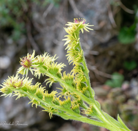 fileadmin/roha/images_galerie/Baum-natur-garten/Blumengarten-Blumen/BL-SUCCUL-0005-D-roha-Blumen-Steingarten-Steinbrech-Succulenten-Saxifraga.png