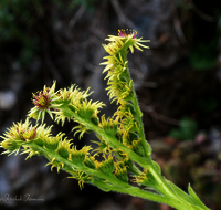 fileadmin/roha/images_galerie/Baum-natur-garten/Blumengarten-Blumen/BL-SUCCUL-0005-D-roha-Blumen-Steingarten-Steinbrech-Succulenten-Saxifraga.png