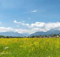 fileadmin/roha/images_galerie/orte_landschaft/Freilassing/FREIL-0002-8-D-roha-Freilassing-Panorama-Lattengebirge-Fuderheuberg-Hochstaufen-Zwiesel-Blumenwiese.png