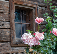 fileadmin/roha/images_galerie/Fenster-Tueren/LANDA-FENST-ROSE-0001-D-roha-Landart-Fenster-Rose-Abtsdorf.png