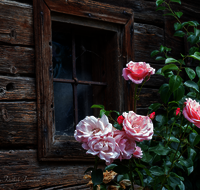 fileadmin/roha/images_galerie/Fenster-Tueren/LANDA-FENST-ROSE-0001-D-roha-Landart-Fenster-Rose-Abtsdorf.png