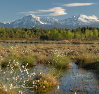 fileadmin/roha/images_galerie/orte_landschaft/Petting/Schoenramer-Moor/PE-SCHOENR-MOOR-0045-05-roha-Petting-Schoenramer-Moor-Moorsee-Hochstaufen-Zwiesel-Teisenberg.png