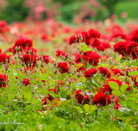 fileadmin/roha/images_galerie/Baum-natur-garten/Blumengarten-Blumen/SA-MIRA-GART-0019-D-roha-Salzburg-Mirabell-Schloss-Garten-Rosen.png