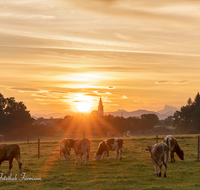 fileadmin/roha/images_galerie/stimmung-Sonne/Sonnenaufgang/SON-AU-WEI-0001-0720-04-D-roha-Sonnenaufgang-Weildorf-Kirche-Kuehe.png