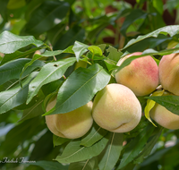 fileadmin/roha/images_galerie/Baum-natur-garten/Baeume/BAUM-PFIR-0013-D-roha-Baum-Obst-Pfirsich.png