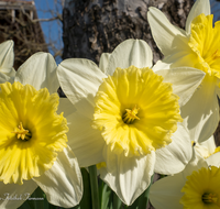 fileadmin/roha/images_galerie/Baum-natur-garten/Blumengarten-Blumen/BL-HAUSG-NARZ-0028-D-roha-Blumen-Hausgarten-Narzisse-Fruehling-Narcissus.png