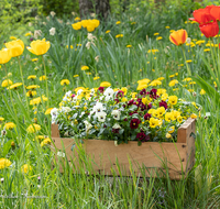 fileadmin/roha/images_galerie/Baum-natur-garten/Blumengarten-Blumen/BL-HAUSG-VEIL-0003-D-roha-Blumen-Hausgarten-Veilchen-Stiefmuetterchen-Viola-tricolor-var--hortensis.png