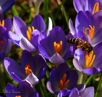 fileadmin/roha/images_galerie/Tiere/Insekten/BL-KROK-0014-8652-D-roha-Blumen-Krokus-Fruehling-lila-Biene-Apis-mellifera-crocus-Anthophila.png