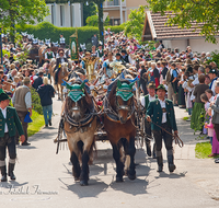 fileadmin/roha/reportagen/Leonhardiritt_alte_Fotos/BR-PFRI-HOLZ-0155-D-roha-Brauchtum-Pferdeumritt-Holzhausen-Teisendorf-Leonhardiritt-Pferd-Gespann.png