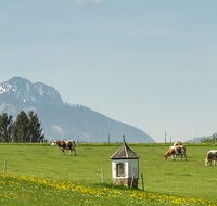 fileadmin/roha/images_galerie/Hintergrund-Download/1920x1080_-_Handy/LANDS-LAUT-0001-D-roha-Landschaft-Lauter-Bildstock-Kuh-Herde-Chiemgauer-Berge.png