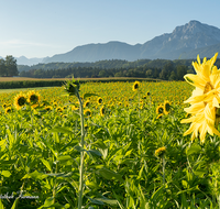 fileadmin/roha/images_galerie/orte_landschaft/Teisendorf/IN-LANDS-Teisendorf/LANDS-TEIS-UF-0006-D-M-roha-Landschaft-Teisendorf-Ufering-Sonnenblumen-Feld-Hochstaufen.png