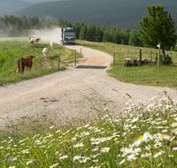 fileadmin/roha/images_galerie/orte_landschaft/Stoisser-Alm/TEI-STO-WIEN-0003-D-roha-Teisendorf-Stoisser-Alm-Wieninger.png