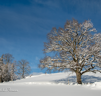 fileadmin/roha/images_galerie/Baum-natur-garten/Baeume/BAUM-WINT-AN-HOEGL-0001-D-roha-Baum-Winter-Quercus-Eiche-Anger-Hoegl.png