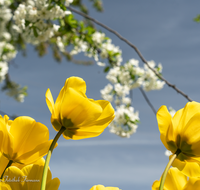 fileadmin/roha/images_galerie/Baum-natur-garten/Blumengarten-Blumen/BL-HAUSG-TULP-0040-A-05-D-roha-Hausgarten-Blumen-Tulpen-Tulipa-Fruehling-gelb.png