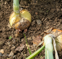 fileadmin/roha/images_galerie/Baum-natur-garten/Gemuese-Garten-Kraeuter-neu/GAR-GEM-ZWIE-0003-D-roha-Garten-Gemuese-Zwiebel-Allium-cepa.png