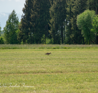 fileadmin/roha/images_galerie/Tiere/TIE-VOEG-BRACH-0001-D-ADH-roha-Tiere-Vogel-Brachvogel-Numenius-Haarmoos.png