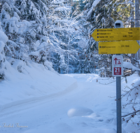 fileadmin/roha/images_galerie/orte_landschaft/Inzell/WEGE-WINT-FRIL-0003-D-roha-Weg-Winter-Frillensee-Inzell-Schnee-Wald-Schild.png