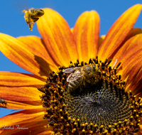 fileadmin/roha/images_galerie/Tiere/Insekten/BL-HAUSG-SONNEBL-0051-D-roha-Blumen-Hausgarten-Sonnenblume-Biene.png