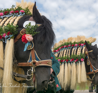 fileadmin/roha/images_galerie/brauchtum/Leonhardiritt/Holzhausen_01/Kaltblutfest/BR-PFRI-HOLZ-KALTBL-2015-1011-02-D-roha-Brauchtum-Kaltblut-Pferd-Holzhausen-Teisendorf.png