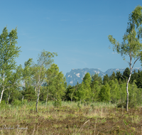 fileadmin/roha/images_galerie/orte_landschaft/Petting/Schoenramer-Moor/PE-SCHOENR-MOOR-0003-13-D-roha-Petting-Schoenramer-Moor-Untersberg.png