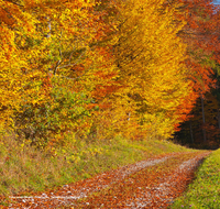 fileadmin/user_upload/Sterbebild-Herbstwald-Weg.jpg