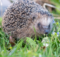 fileadmin/roha/images_galerie/Tiere/TIE-IGEL-0001-10-D-roha-Tiere-Igel-Erinaceidae.png