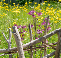 fileadmin/roha/images_galerie/Zaun-Bank/BL-HAUSG-AKEL-0009-D-roha-Blume-Hausgarten-Akelei-Aquilegia-Schwemmholz-Zaun.png