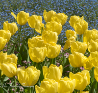 fileadmin/roha/images_galerie/Baum-natur-garten/Blumengarten-Blumen/BL-HAUSG-TULP-0036-D-roha-Hausgarten-Blumen-Tulpen-Tulipa-Fruehling-Kurgarten.png