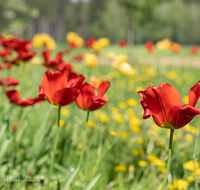 fileadmin/roha/images_galerie/Baum-natur-garten/Blumengarten-Blumen/BL-HAUSG-TULP-0051-D-roha-Hausgarten-Blumen-Tulpen-Tulipa-Fruehling-rot.png