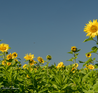 fileadmin/roha/images_galerie/Landwirtschaft/LANDW-FELD-SON-0003-D-roha-Landwirtschaft-Sonnenblume.png