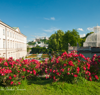 fileadmin/roha/images_galerie/orte_landschaft/Salzburg/Mirabell-Zwergerlgarten/SA-MIRA-GART-0001-7-D-roha-Salzburg-Schloss-Mirabell-Garten-Rosen-Festung-Hohensalzburg.png