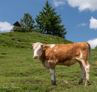 fileadmin/roha/images_galerie/Tiere/Kuh-Schaf-Pferd-Ziege/SCHLECH-OBER-BRU-ALM-KU-0040-D-roha-Schleching-Oberauer-Brunst-Alm-Kuehe.png