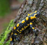 fileadmin/roha/images_galerie/Tiere/TIE-FEU-SAL-0006-D-roha-Tier-Amphibie-Feuersalamander-Salamandra-Wald-Fichte.png