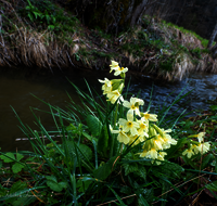 fileadmin/roha/images_galerie/wasser/BL-SCHLUESS-0024-D-roha-Blumen-Schluesselblume-gelb-Fruehling-Primula-veris-Bach.png