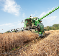 fileadmin/roha/images_galerie/Landwirtschaft/LANDW-MASCH-DRESCH-0023-D-roha-Landwirtschaft-Getreide-Maehdrescher-Stroh-Laufener-Landweizen.png