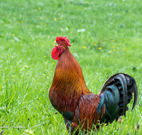 fileadmin/roha/images_galerie/Tiere/TIE-VOEG-HUHN-0032-D-roha-Tiere-Huhn-Henne-Gockel-Vogel.png