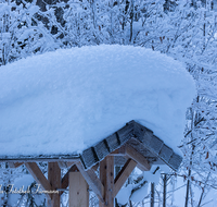 fileadmin/roha/images_galerie/Winter/WINT-FRILLS-0002-D-roha-Winter-Schnee-Inzell-Frillensee-Schneehaube.png