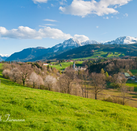 fileadmin/roha/images_galerie/orte_landschaft/Anger/Hoeglwoerth/AN-HOE-PAN-0124-D-P-roha-Anger-Hoelgwoerth-Fruehling-Hochstaufen-Zwiesel-Blumenwiese.png