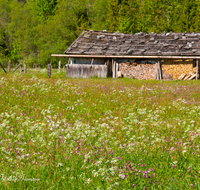 fileadmin/roha/images_galerie/orte_landschaft/Ruhpolding/RUH-LOED-0006-03-D-roha-Ruhpolding-Loedensee-Alm-Huette-Blumenwiese.png