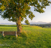 fileadmin/roha/images_galerie/orte_landschaft/Teisendorf/Weildorf/TEI-WEI-PAN-0013-D-roha-Teisendorf-Weildorf-Saaldorf-Schign-Hochstaufen-Zwiesel-Baum.png