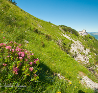 fileadmin/roha/images_galerie/orte_landschaft/Berchtesgaden/Kehlstein/BGD-KE-0023-D-roha-Berchtesgaden-Kehlstein-Almrausch.png