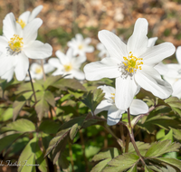 fileadmin/roha/images_galerie/Hintergrund-Download/1600x1200/BL-BUSCHW-0010-D-roha-Blumen-Buschwindroeschen-Anemone-nemorosa-weiss.png